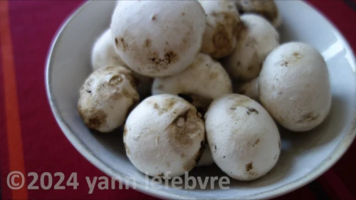 You are currently viewing Mushroom duxelles 75: quick and easy.