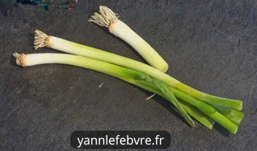 Niçoise salad: Ingredients (raw vegetables: spring onions). Simple & tasty! by Yann Lefebvre